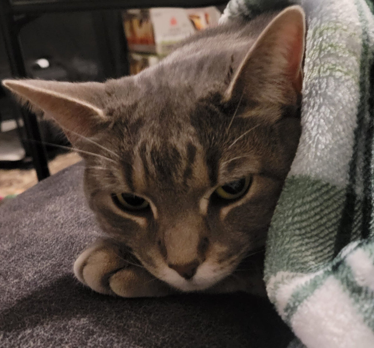 A gray tabby cat with yellow-green eyes, lying under a green and white plaid blanket on a dark blue couch surface with blurry boxes of fire logs in the background.